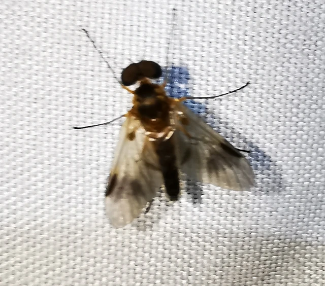 Diptera - Kétszárnyúak
