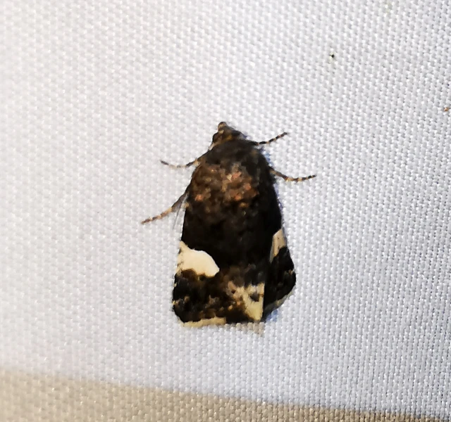 Tyta luctuosa - fekete nappalibagoly