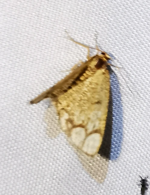 Stegania cararia - gyűrűs nyáraraszoló