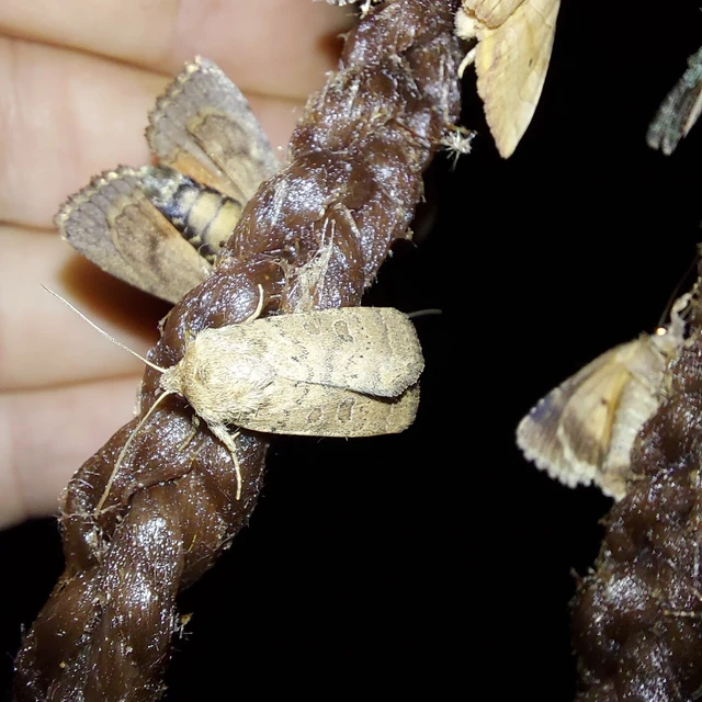 Hoplodrina