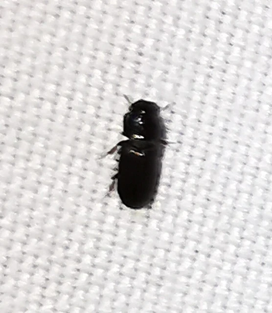 Aphodiinae