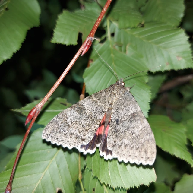 Catocala nupta - piros övesbagoly