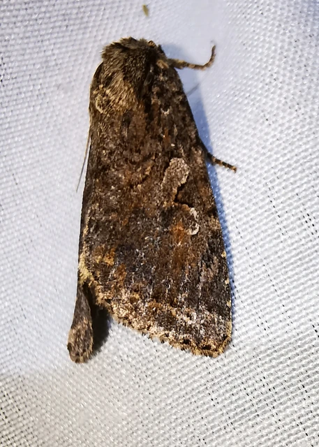 Apterogenum ypsillon - ipszilon-erdeibagoly