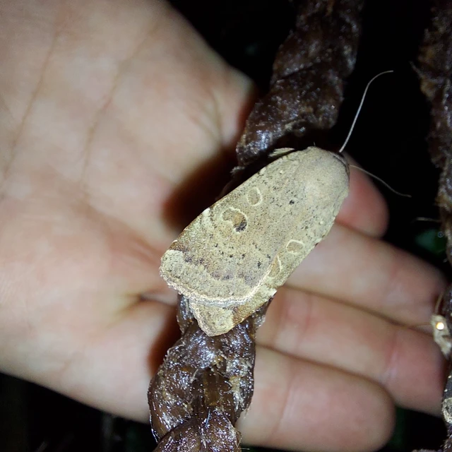 Noctua comes - kis sárgafűbagoly