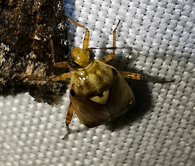 Miridae - mezeipoloskák
