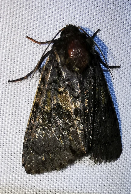 Craniophora ligustri - fagyalbagoly
