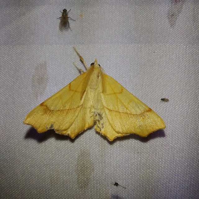 Ennomos quercinaria - tölgyfa-levélaraszoló