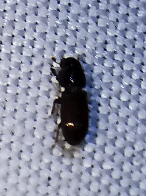 Aphodiinae