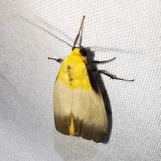 Lithosia quadra - négypettyes zuzmószövő