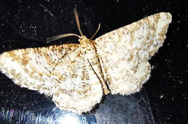 Heliomata glarearia - bőrszínű araszoló