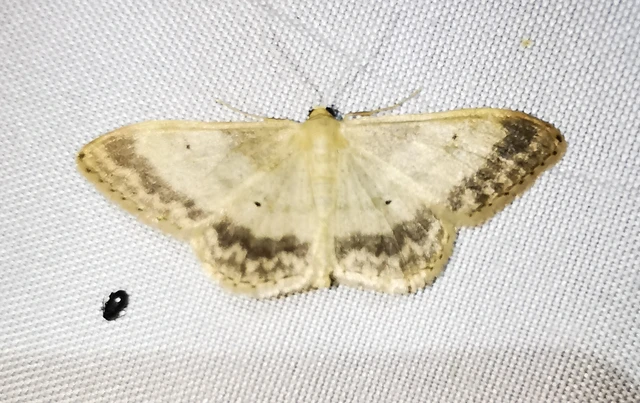 Idaea deversaria - egyszínű sávosaraszoló