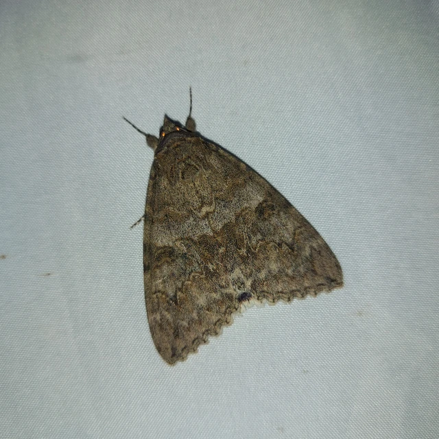 Catocala nupta - piros övesbagoly