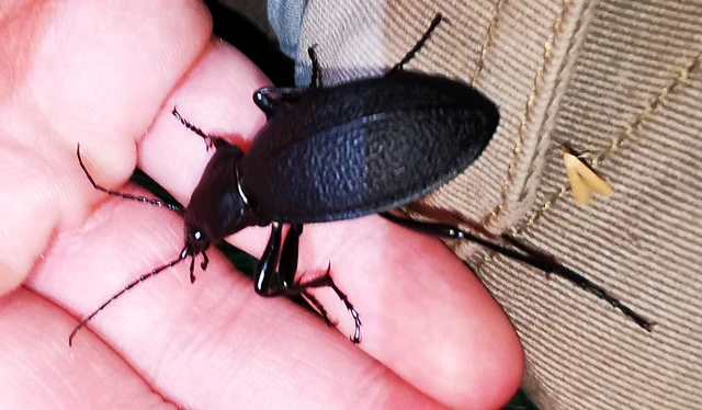 Carabus coriaceus - bőrfutrinka Carabus coriaceus - bőrfutrinka