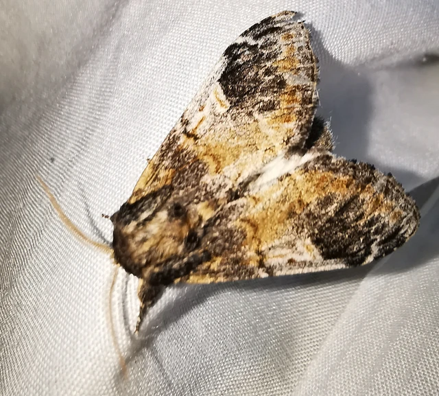 Notodonta tritophus - tarajos púposszövő