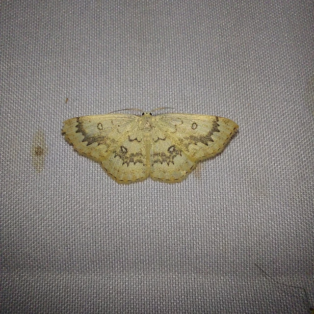 Cyclophora annularia - gyűrűs pettyesaraszoló