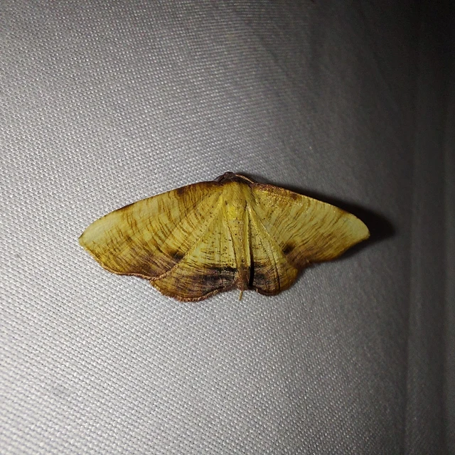 Plagodis dolabraria - baltaszárnyú araszoló