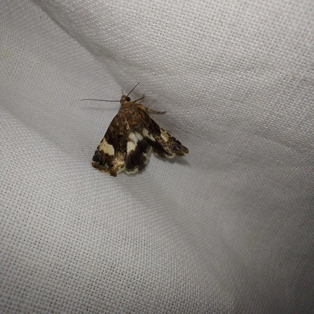 Tyta luctuosa - fekete nappalibagoly