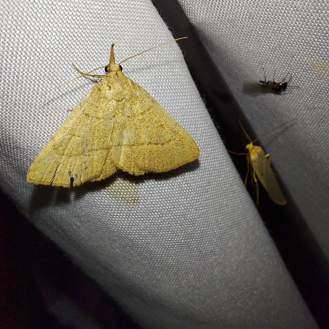 Paracolax tristalis - sárgás karcsúbagoly