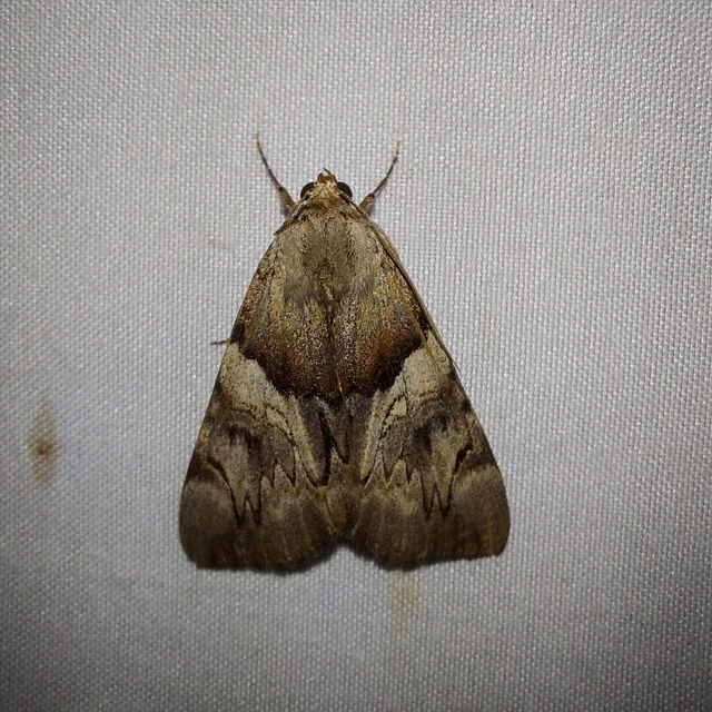 Catocala fulminea - galagonya-övesbagoly