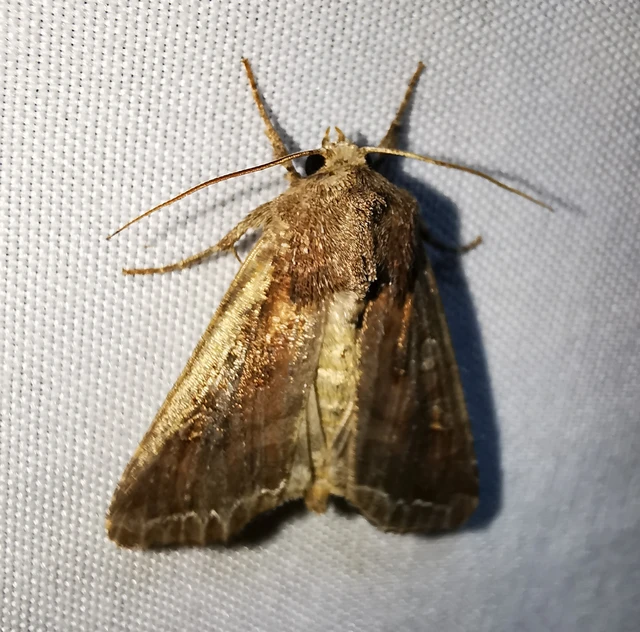 Lacanobia oleracea - saláta-kertibagoly