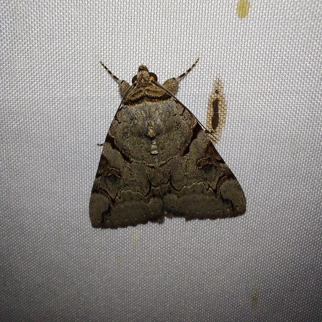 Catocala hymenaea - kökény-övesbagoly