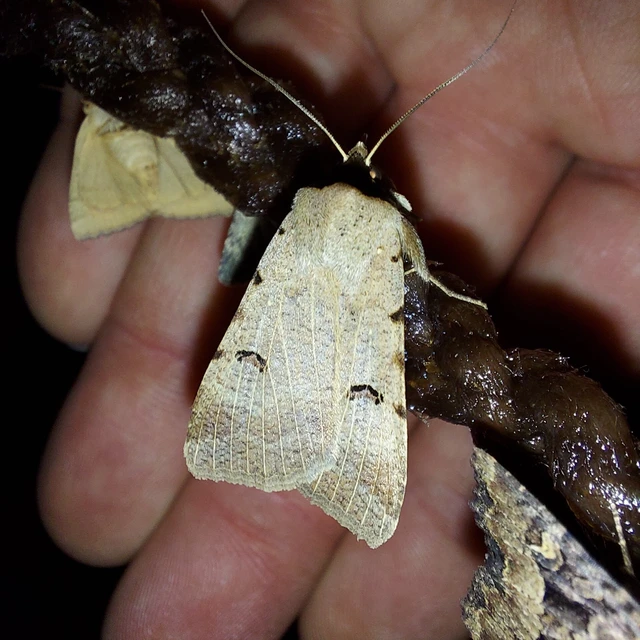 Lygephila craccae - gyakori csüdfűbagoly