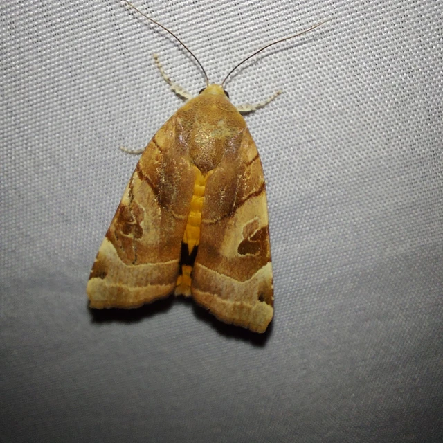 Noctua fimbriata - szélessávú sárgafűbagoly