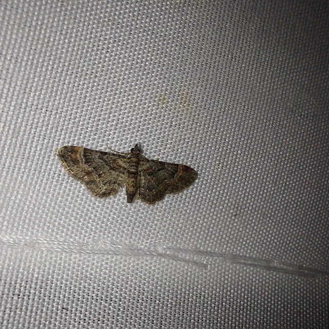 Gymnoscelis rufifasciata - vöröscsíkos törpearaszoló