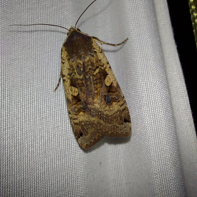Noctua pronuba - nagy sárgafűbagoly