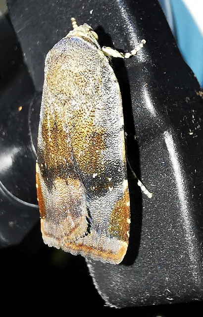 Noctua janthe/janthina