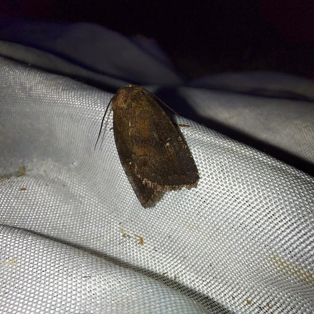 Rusina ferruginea - rozsdaszínű erdeibagoly