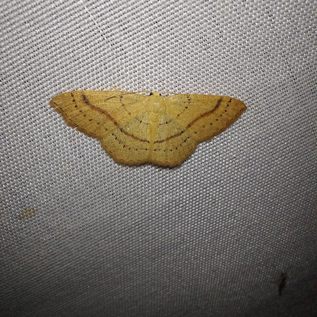 Cyclophora linearia - vonalas pettyesaraszoló