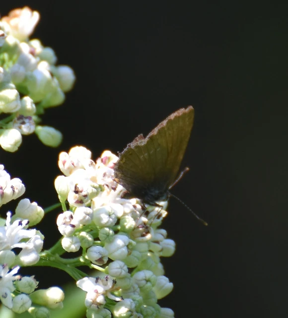Satyrium ilicis - tölgyfa-csücsköslepke
