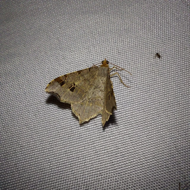 Macaria alternata - közönséges szürkearaszoló