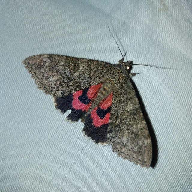 Catocala nupta - piros övesbagoly