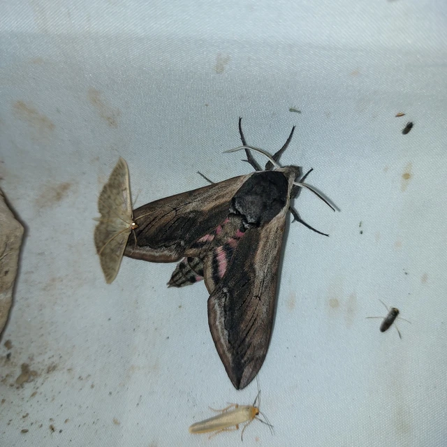 Sphinx ligustri - fagyalszender