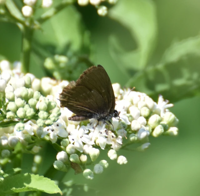Satyrium ilicis - tölgyfa-csücsköslepke