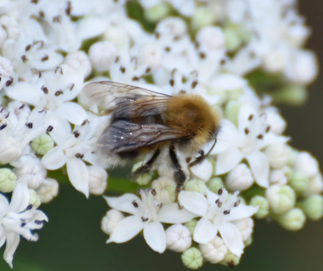 Bombus hypnorum - mohás poszméh Bombus hypnorum - mohás poszméh