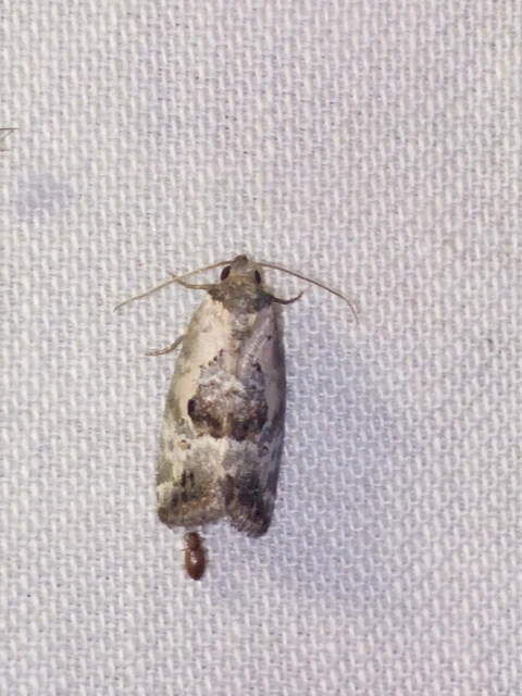 Hapalotis venustula - rózsaszínű mázasbagoly