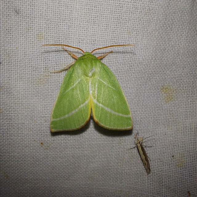 Pseudoips prasinana - bükkfa-zöldbagoly