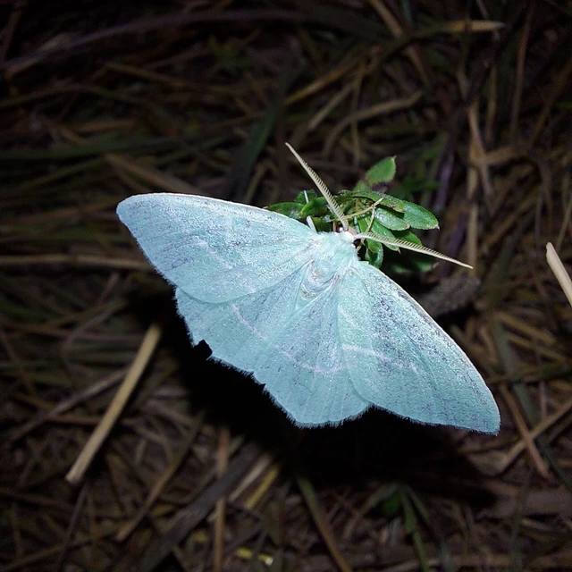 Hemistola chrysoprasaria - kékes zöldaraszoló