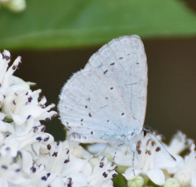 Celastrina argiolus - bengeboglárka