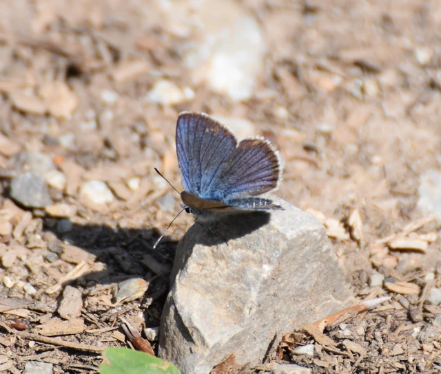 Plebejus argus - ezüstös boglárka