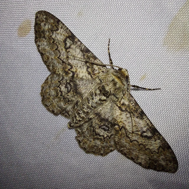 Ascotis selenaria - holdas faaraszoló