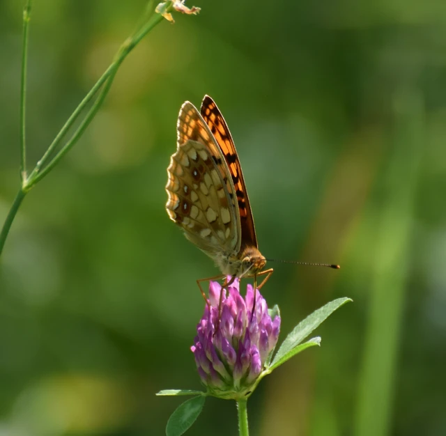 Argynnis adippe - ezüstös gyöngyházlepke