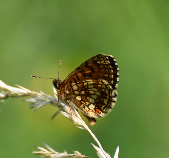Melitaea britomartis - barnás tarkalepke