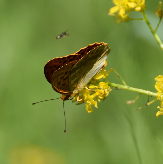 Argynnis paphia - nagy gyöngyházlepke