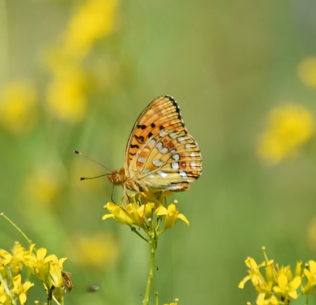 Argynnis adippe - ezüstös gyöngyházlepke