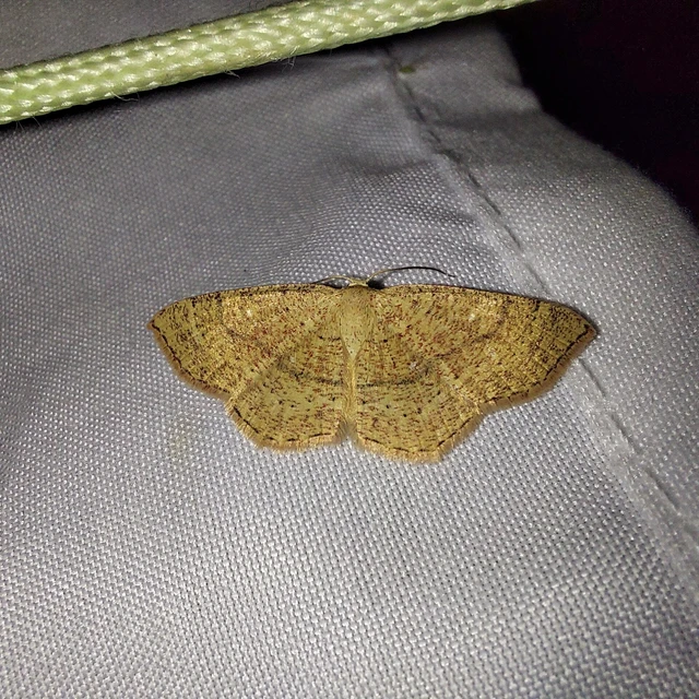 Cyclophora ruficiliaria - vörösrojtú pettyesaraszoló
