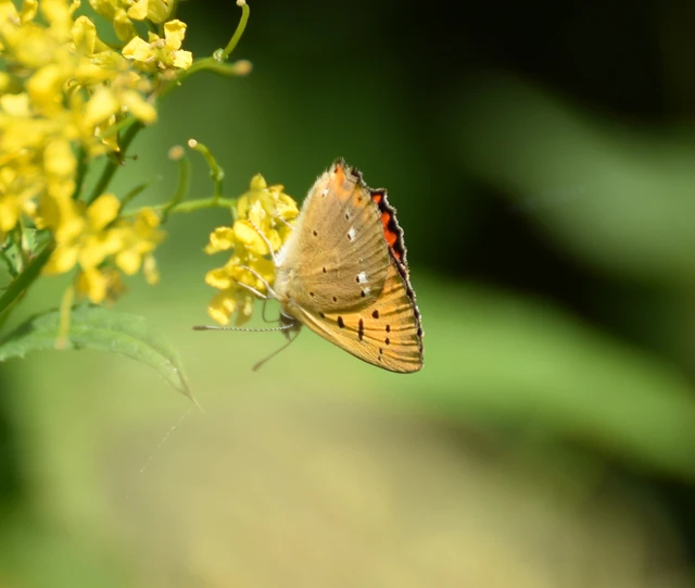 Lycaena virgaureae - arany-tűzlepke
